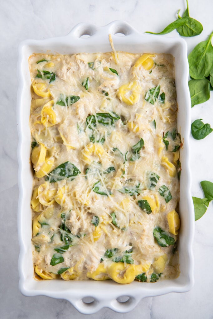 Cooked tortellini with artichoke hearts, spinach, cheese and alfredo sauce in a casserole dish.