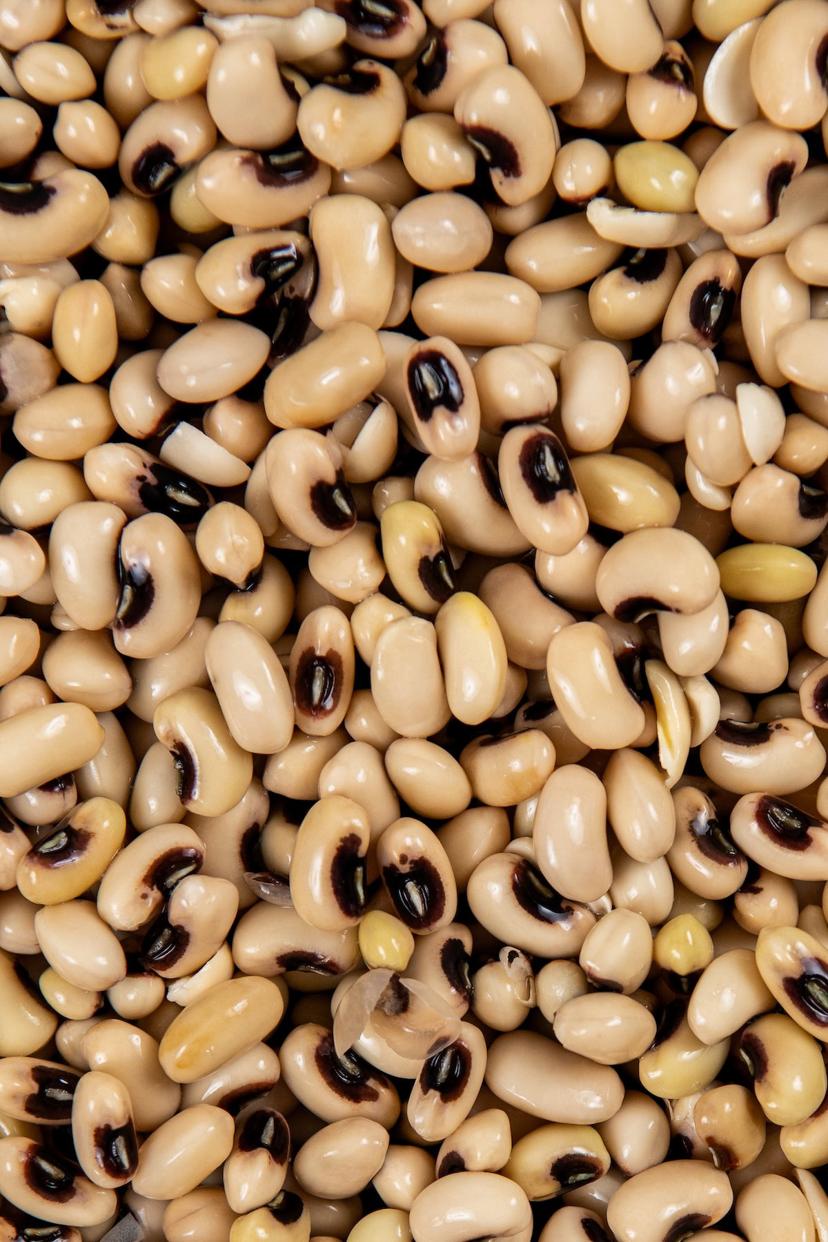 Slowly simmered in a rich and smoky broth, these Southern Black Eyed Peas are insanely flavorful and tender as can be! A close-up view of black eyed peas after being soaked overnight.